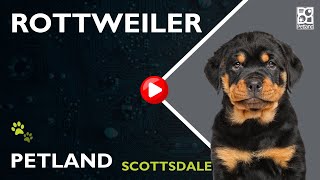 Tiny Tails All About Rottweiler Puppies [upl. by Oletta]