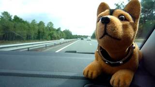 Nodding dog on French highway [upl. by Elleved]