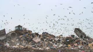 Truck dumping rubbish at landfill site with mixed flock of gulls flying overhead Essex UK [upl. by Ebeneser282]