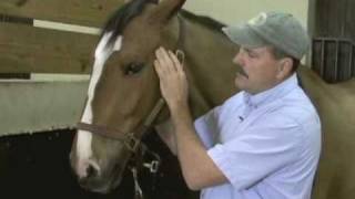 Horse Massage Releasing Tension in the TMJ and Jaw of the Horse using the Masterson Method® [upl. by Eniloj970]