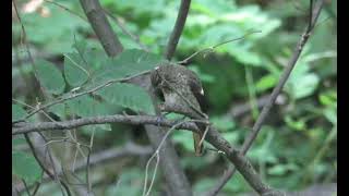 딱새 유조 Chick of Daurian redstart 새 조류 탐조 탐조일기 ​birding birds​ 강동그린웨이 촬영날짜20240612 [upl. by Maiocco]