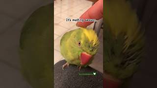 Do you see my Pin Feathers 🪶 birds parrots shorts pets [upl. by Giardap]