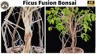 Ficus Fusion Bonsai  With 4 Years of Progress  Ficus Benjamina Bonsai [upl. by Esaj]