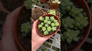 Propagating Succulents For Beginners [upl. by Bridges]