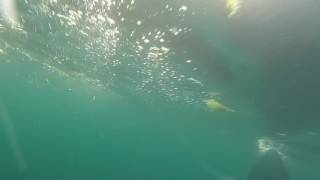 BASKING SHARK YOUGHAL [upl. by Horatius]