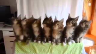 Gatos bailando thriller [upl. by Trutko]