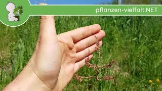 WiesenSauerampfer  BlüteBlüten  220418 Rumex acetosa  essbare Wildpflanzen bestimmen [upl. by Aissyla]