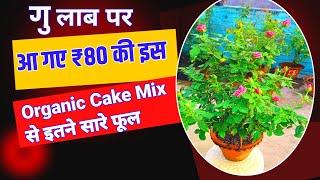 गुलाब पर आ गए 80 ₹ की इस Organic Cake Mix से इतने सारे फूल [upl. by Anaoj]