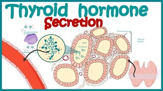 Thyroid hormone secretion  Endocrinology  Synthesis of Thyroid Hormone [upl. by Sebastiano]