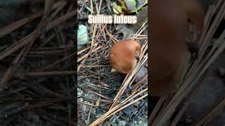 Suillus luteus under the pine tree after rainnature 自然 蘑菇 [upl. by Salene]