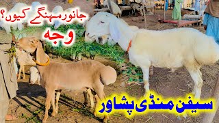 Sefan Dumba Mandi Peshawar  Maal q mehenga Hain   maweshi mandi [upl. by Johannessen]