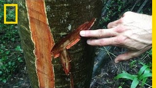 Bloodwood Rosewood Trafficking Is Destroying This National Park  National Geographic [upl. by Odnomyar252]