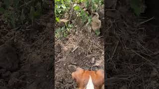 Ratting Terriers  quick catch [upl. by Polik]