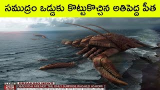 Interesting facts about Crabs  never mess with Crabs  Facts in Telugu  BMC Facts  Telugu facts [upl. by Sashenka]