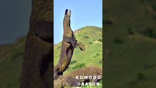 Behold the Mighty Komodo Dragon Indonesias Fearsome Apex Predator [upl. by Fabrienne]