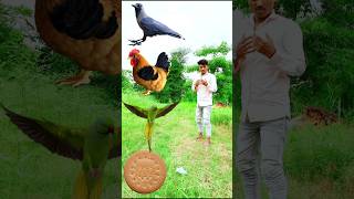 Crow parrot hen peigon funny VFX magic video from Mari biscuitsshortsfeed trending [upl. by Nahtanaj]