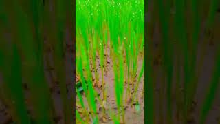 rimjhimsong🌈🌧️⛈️🌦️ barishsongstatus music song hindisong [upl. by Dzoba]