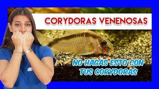 ¿CORYDORAS TÓXICAS 🐟 Precauciones y curiosidades para mantener Corydoras [upl. by Novoj]