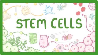 GCSE Biology  What are Stem Cells Difference Between Embryonic and Adult Stem Cells 11 [upl. by Daffy]