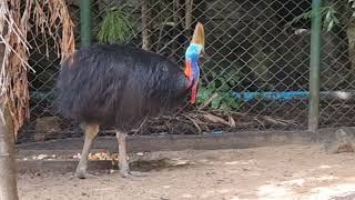 Doublewattled cassowary [upl. by Aridan]