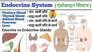 Endocrine System in hindi  Endocrine Gland  Pituitary Gland  Thyroid Gland  Liver  Pancreas [upl. by Silrac]