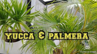 palmera amp yucca plants pwede pang indoor [upl. by Schnurr339]