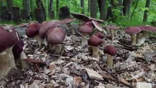 Forest Farming Stropharia Mushrooms [upl. by Ahsikram]