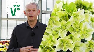 Warum bekommen Helleborus grüne Blütenblätter Lenz Schnee Christrose  Volkers Gartenwissen [upl. by Roshelle]