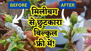 मिनटों में पाए मिलीबग से छुटकारा MEALYBUG TREATMENT AT HOMEHOW TO REMOVE MEALYBUG FROM ANY PLANT [upl. by Gabi]