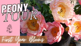 FULL PEONY TOUR Peony Garden Tour  Coral Supreme Sarah Bernhardt Duchesse de Nemours and More [upl. by Trubow981]