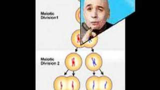 Whats The Difference Between Mitosis and Meiosis [upl. by Keldon732]