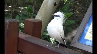 Bali Myna  Singing Eating and Taking a bath [upl. by Nerrad]