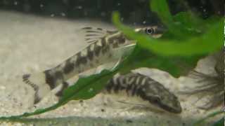 Zebra Otocinclus Otocinclus cocama for sale at Tyne Valley Aquatics [upl. by Eiramaliehs]