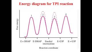 Detailed mechanism of catalysis of Ribonuclease and Chymotrypsin Enzyme chemistryEnzymology [upl. by Ehpotsirhc]