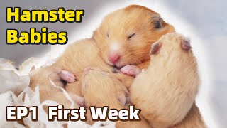 The First Week  Baby Hamsters Episode 1 [upl. by Liagaba335]