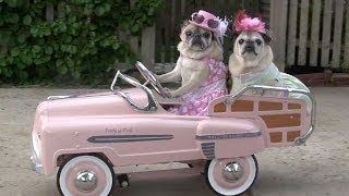 Cutest Pugs Drive Cars [upl. by Enerehs]