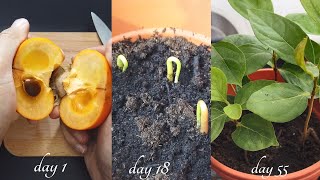 How to grow persimmons from seed  0 to 120 days [upl. by Esiuolyram]