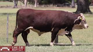 Lot 18 MHPT527 Melville Herefords 2024 [upl. by Hahsi]