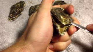 how to shuck an oyster  quick and easy [upl. by Ehrenberg]