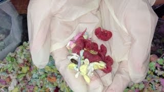 Newborn Baby Mice  The Pinkies [upl. by Aeresed]