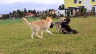 Czechoslovakian amp American Wolfdogs [upl. by Kessler874]