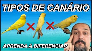 💥 QUAIS SÃO OS TIPOS DE CANÁRIO APRENDA A DIFERENCIAR [upl. by Matthia]