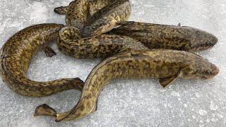 Burbot Eelpout Lawyer  Catch Clean Cook Eat [upl. by Monsour]