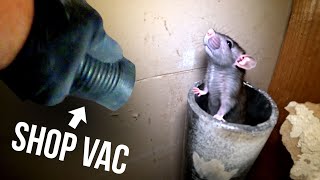 THE FASTEST WAY TO GET RID OF RATS Shopvac65 HP [upl. by Larson]