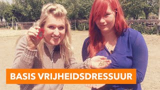 Basis oefeningen vrijheidsdressuur  PaardenpraatTV [upl. by Mchale517]