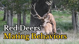 Surprising Facts about Red Deers Mating Behaviors  Footage of Red Deers Mating [upl. by Ynnohj]