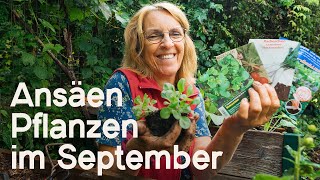 Gartenarbeiten im September Diese Pflanzen u Samen kommen jetzt noch in die Erde 🌱😍 [upl. by Gayler]