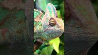 Why does a chameleon change color [upl. by Citarella]