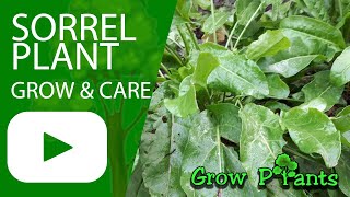 Sorrel plant – grow amp care Beautiful leaf plant [upl. by Dranyam]