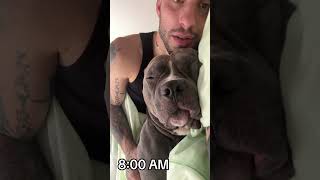 Mino è troppo un dormiglione😂🤪😍❤️ anche i vostri  🤔😛 dog pitbull americanbully funny [upl. by Dee]